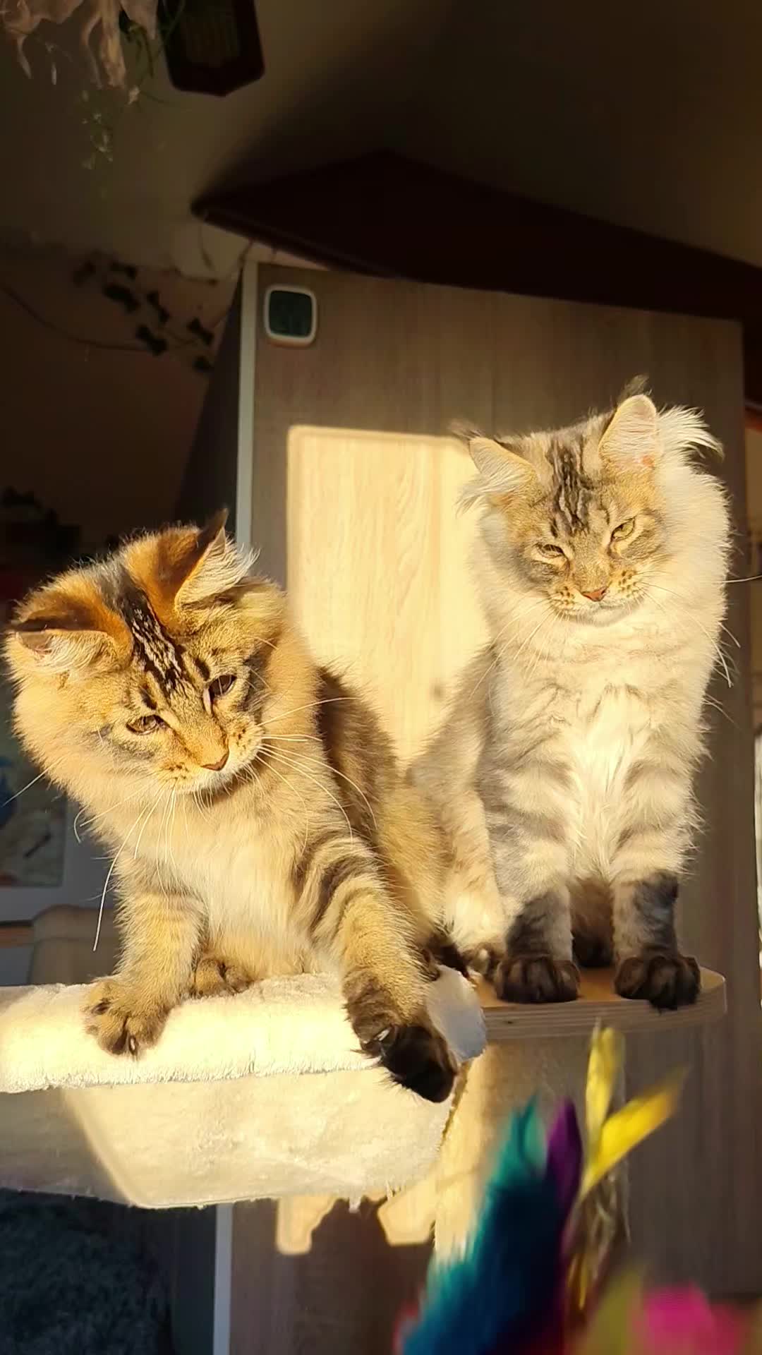 @Cattery Of Wild Kingdom