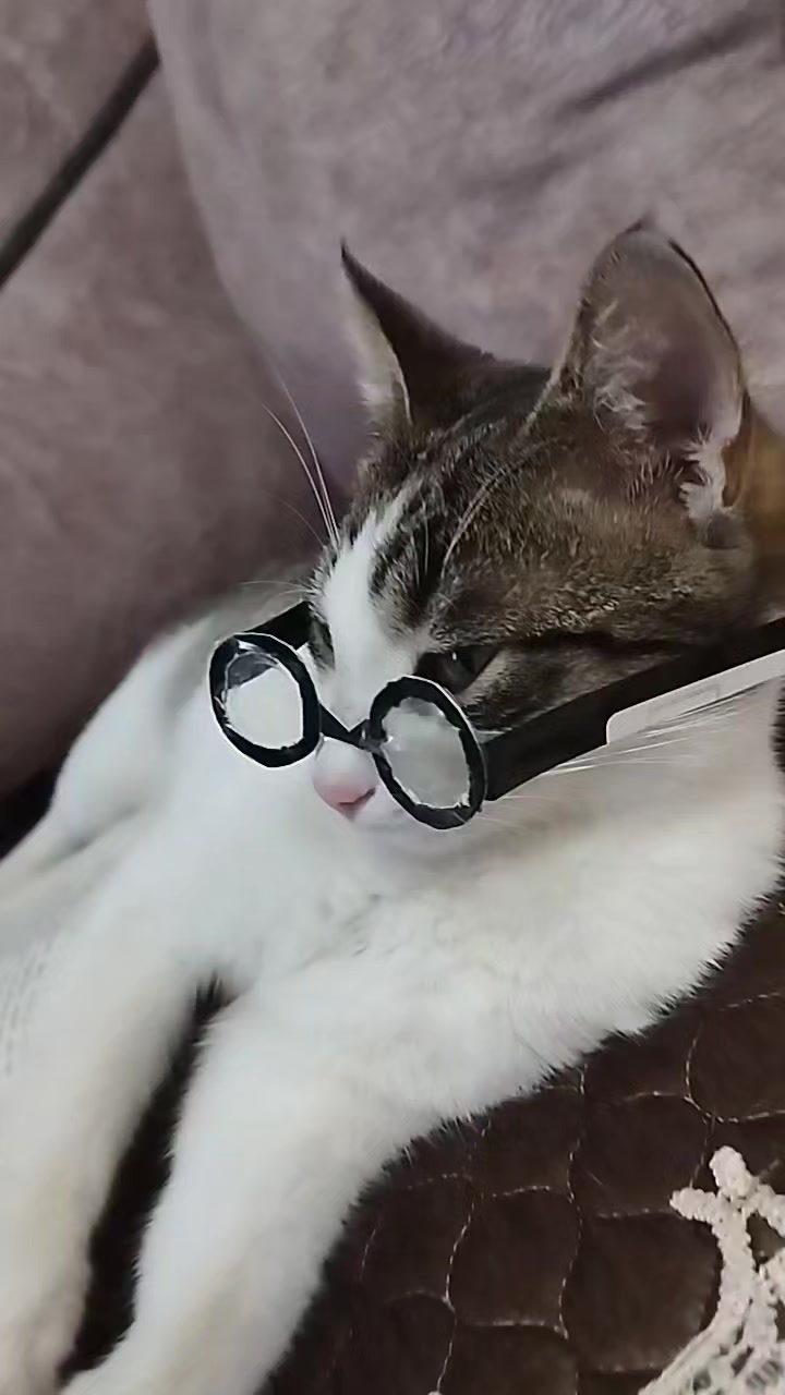 @🐾