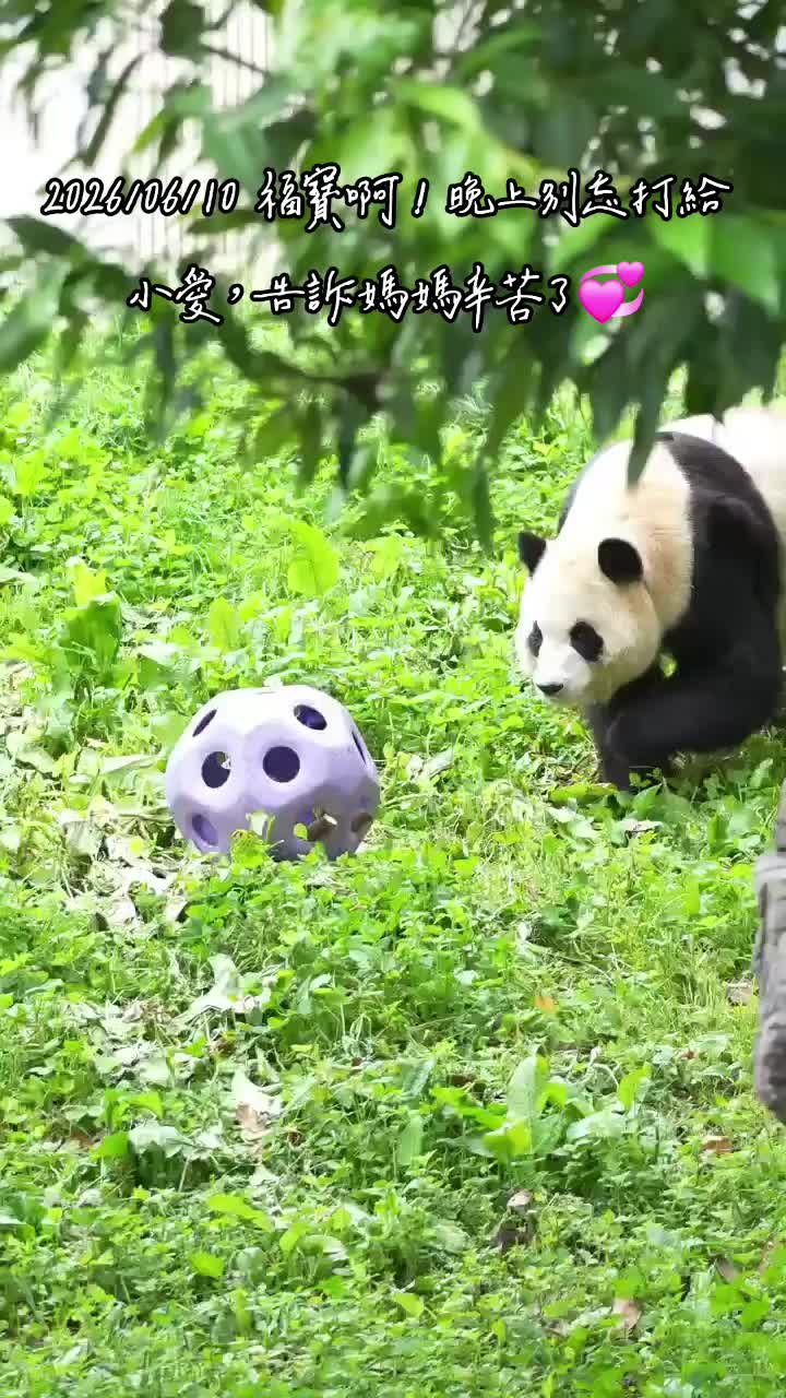 @福寶需要愛的抱抱