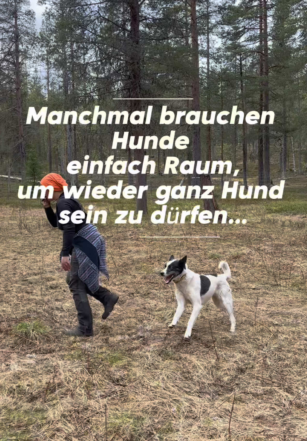 @Mehrere Hunde, ein Team!
