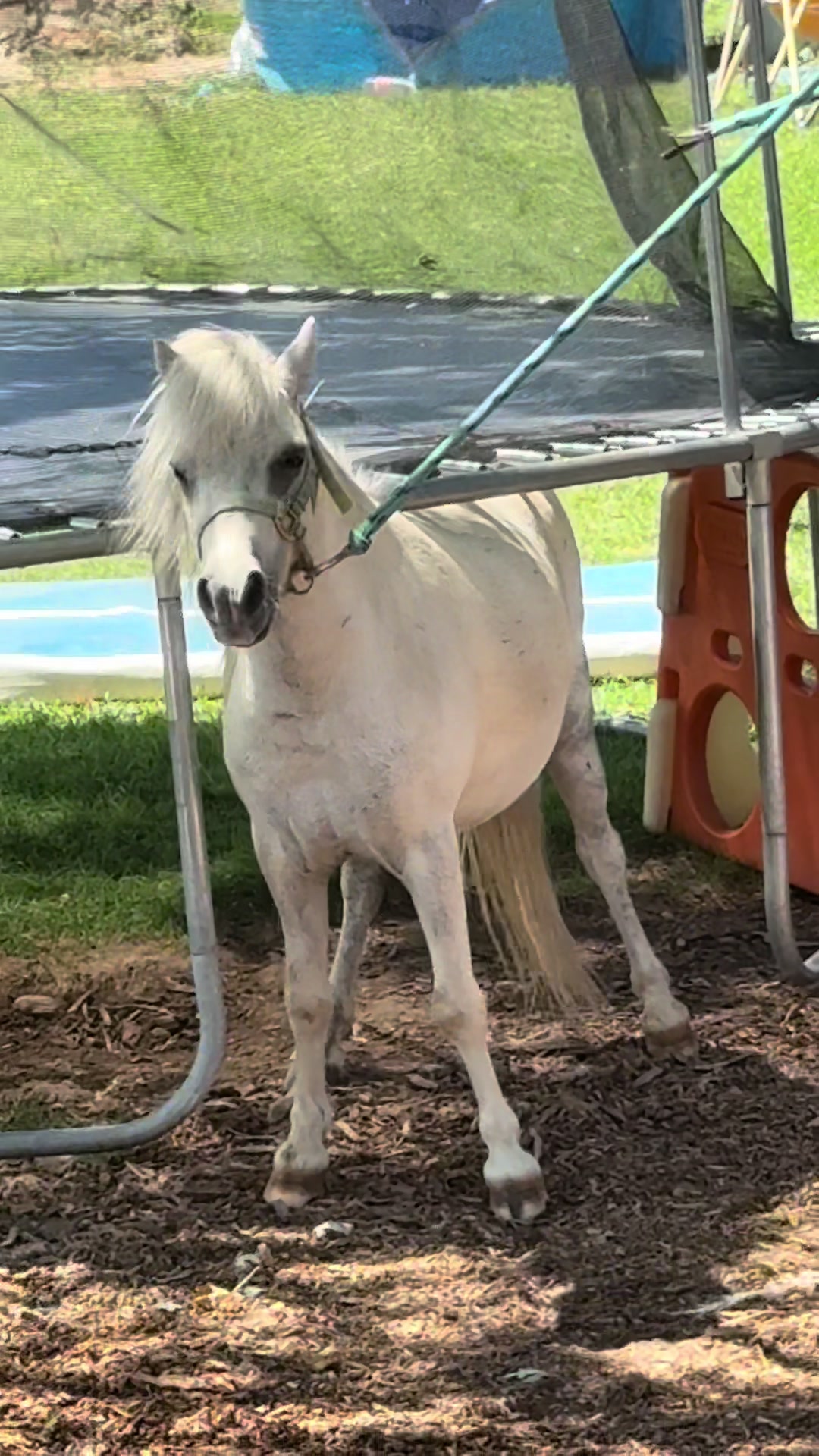 @Hot Sauce the Mini horse 🐎