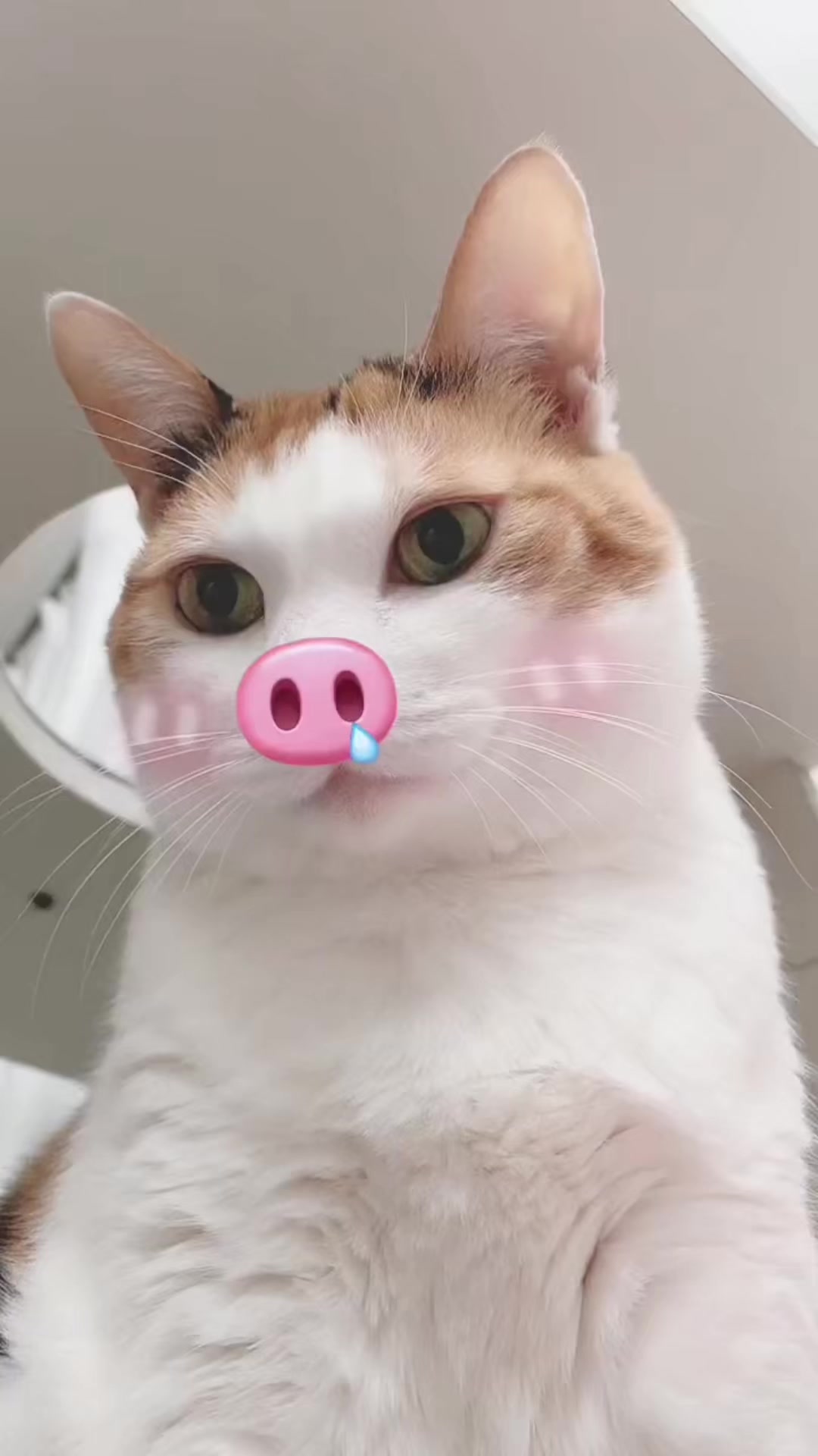 @Miyopet