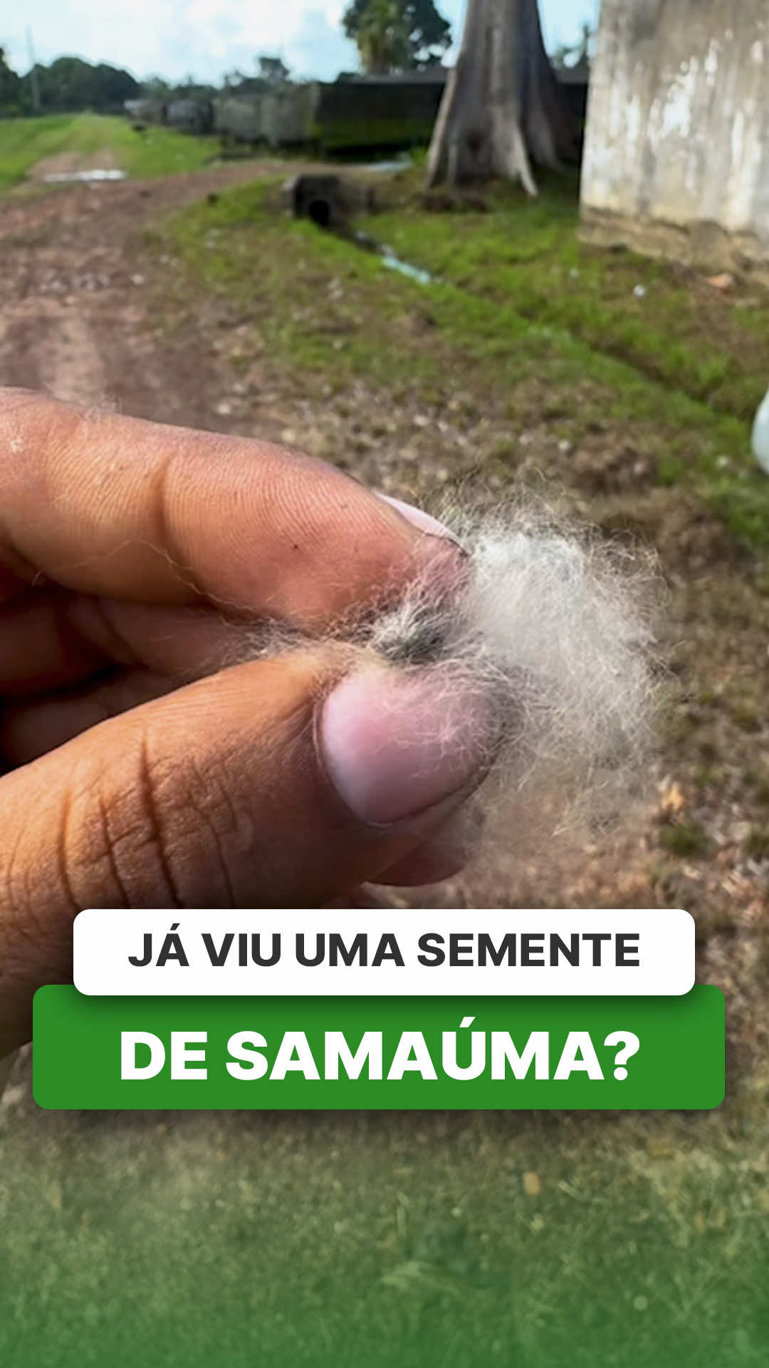 @ViveiroProMudas
