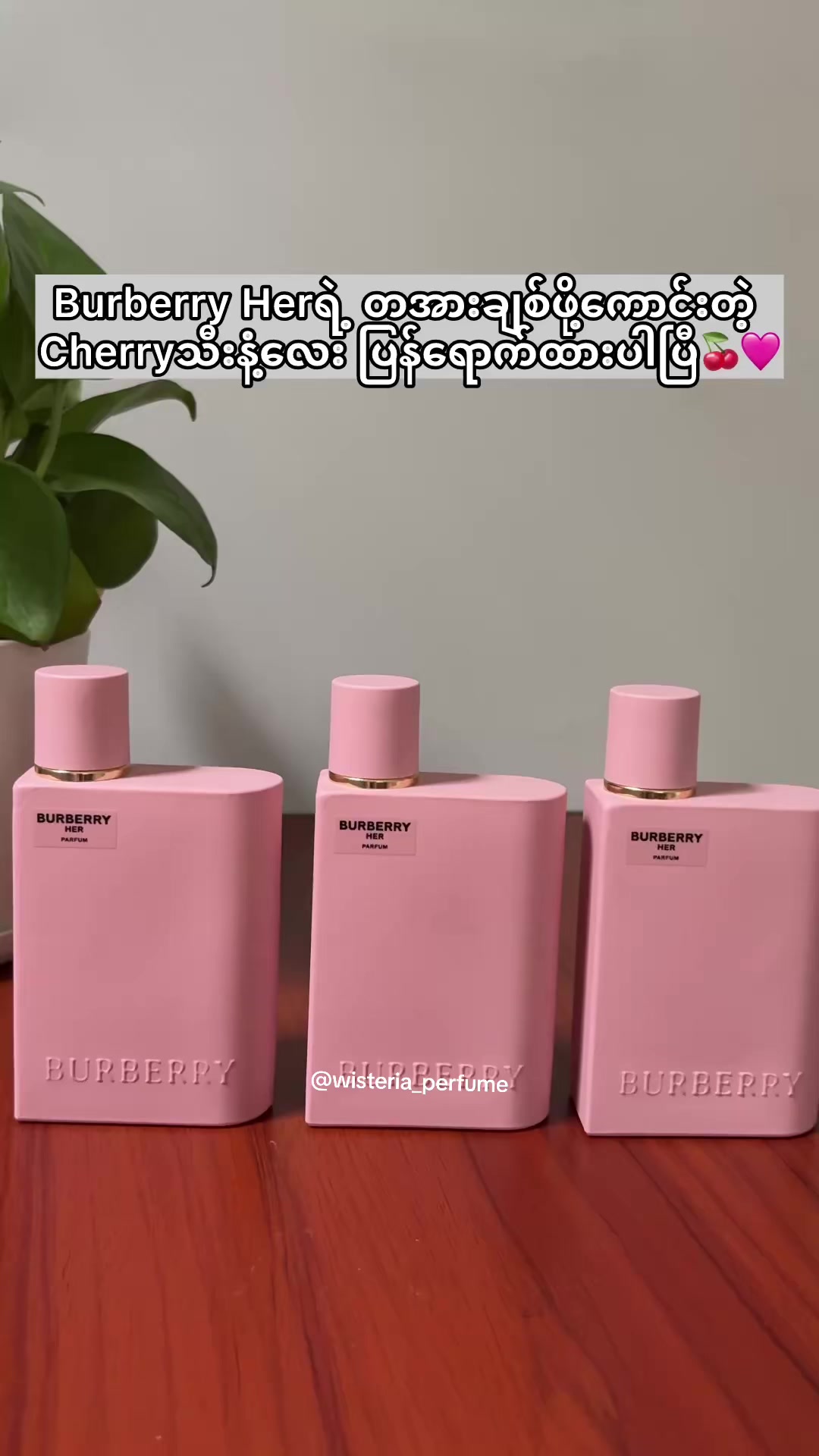 @Wisteria Perfume (Mdy)