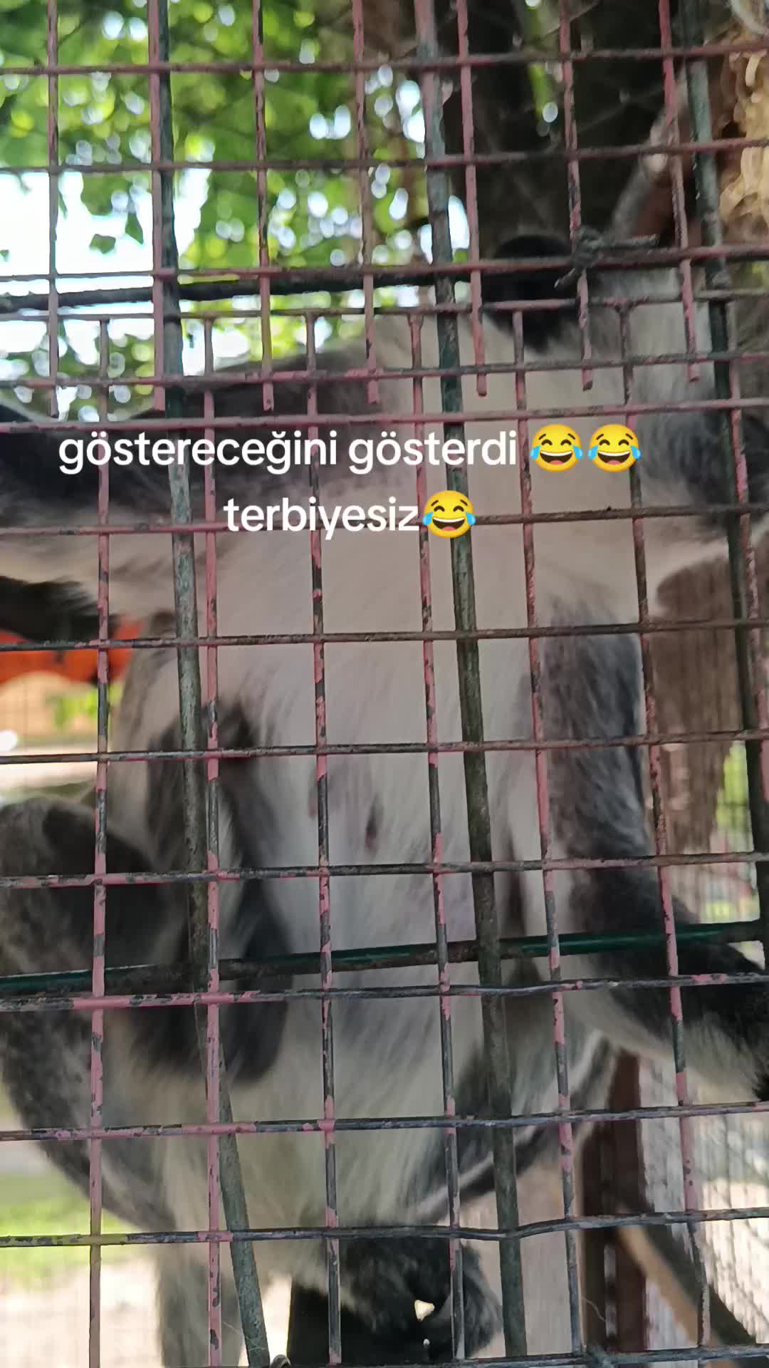 @Peri