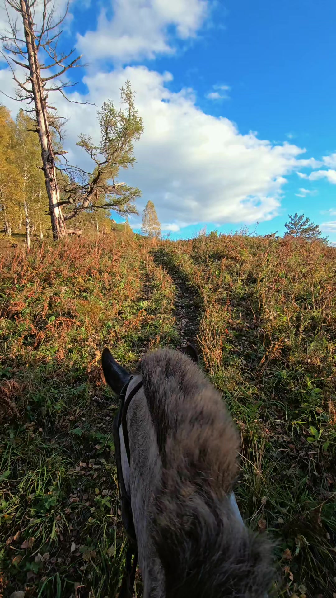 @tg: altaihorses