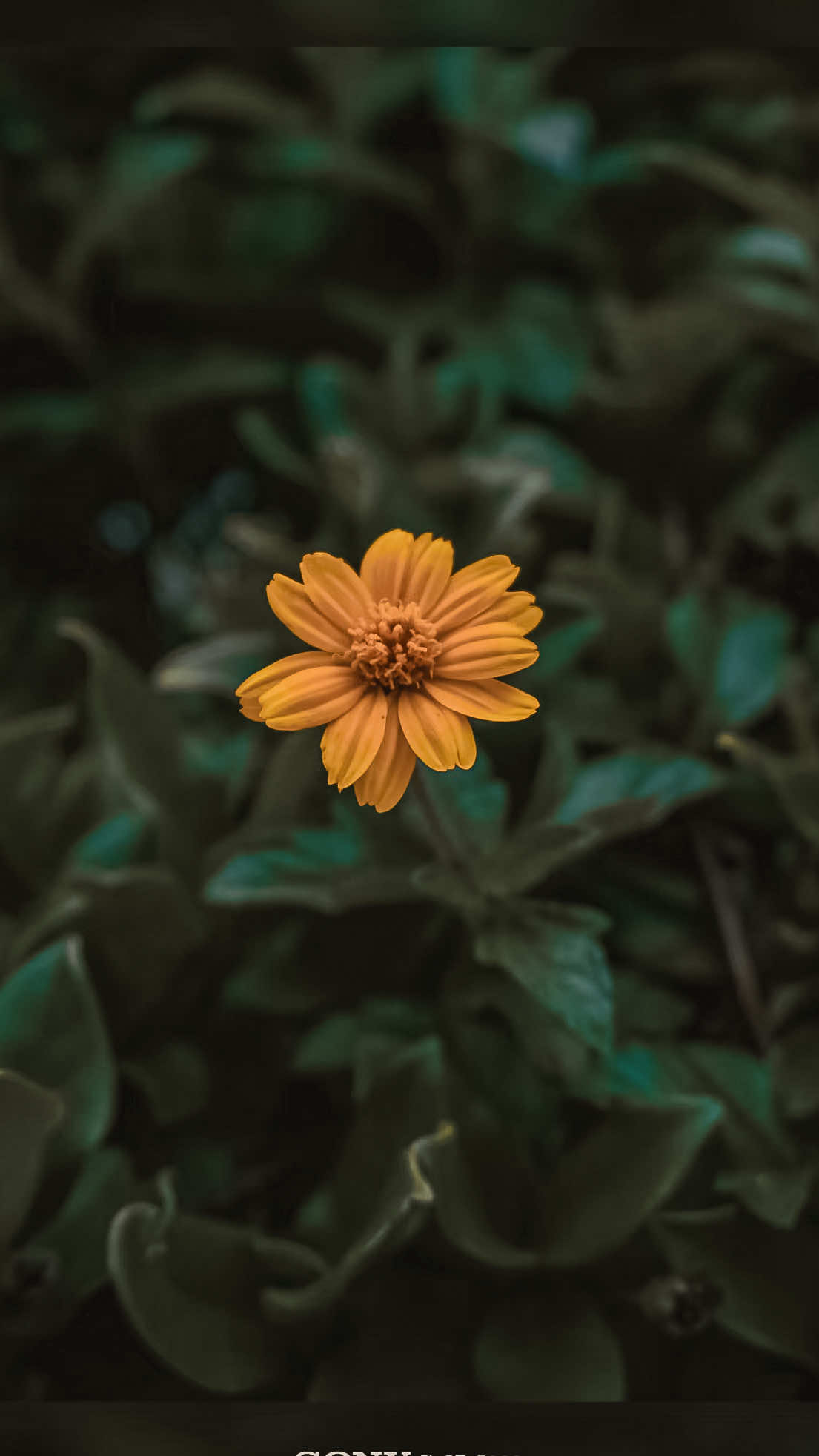 @𝑻𝒂̂𝒏 𝑻𝒉𝒊