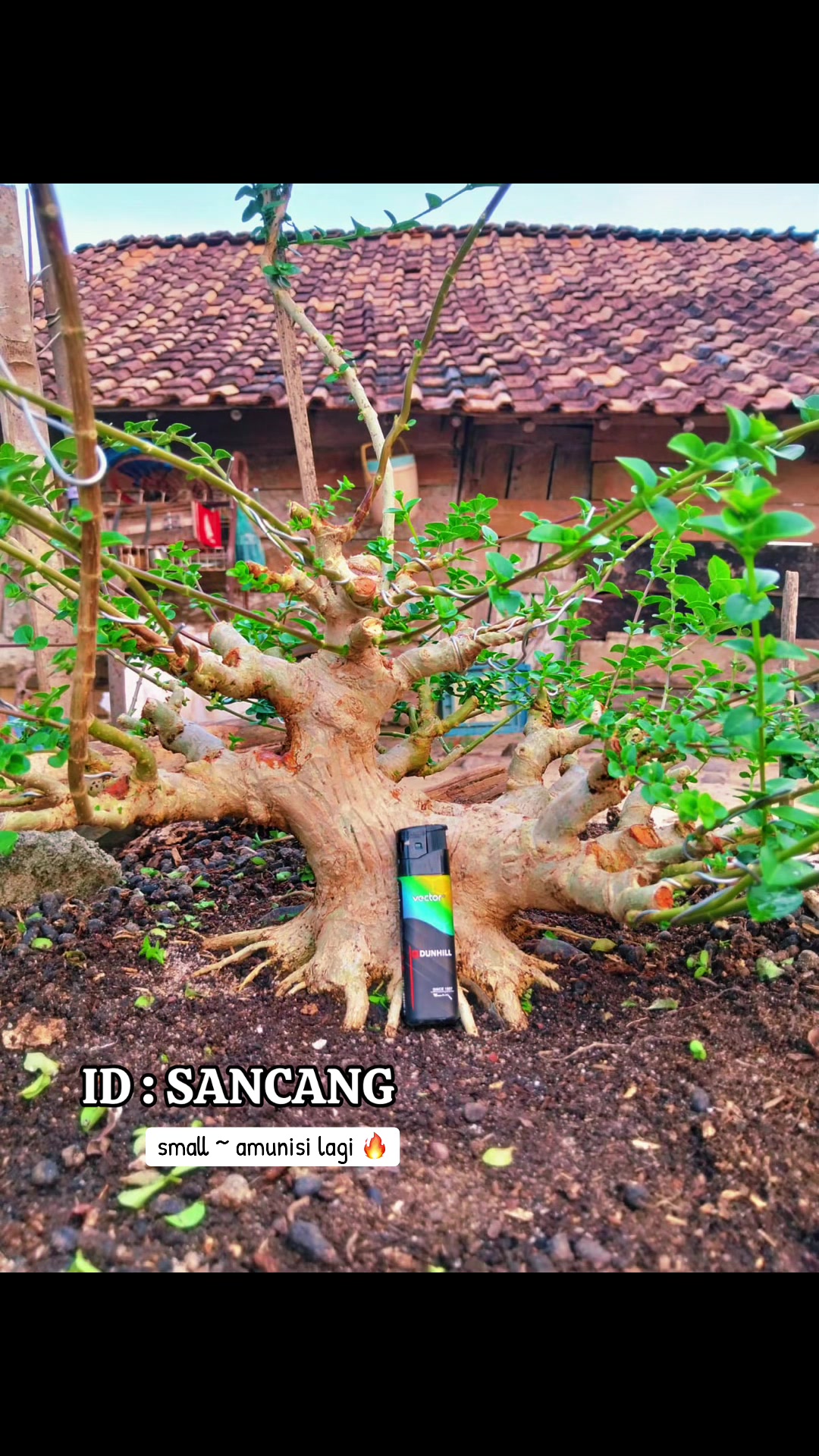 @warbonsai_purwodadi
