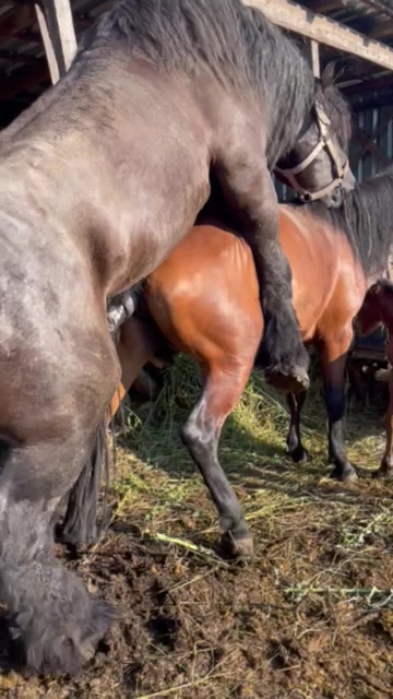 @🐴Horses🐴
