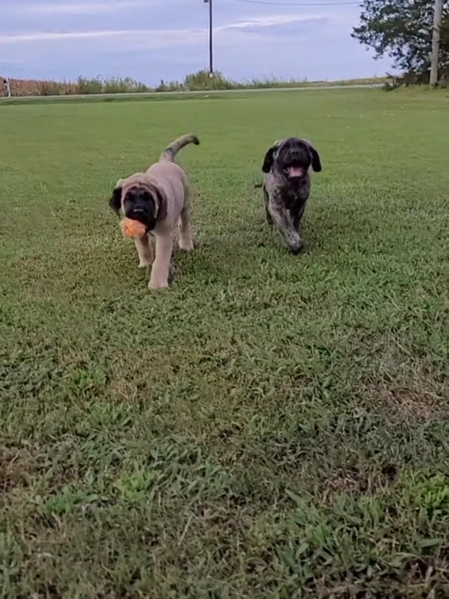 @Big Paw Mastiffs