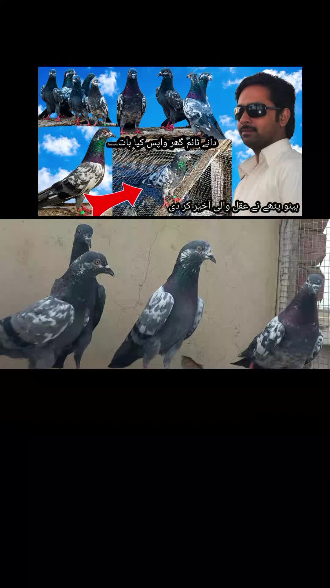 @Ranakasuripigeon