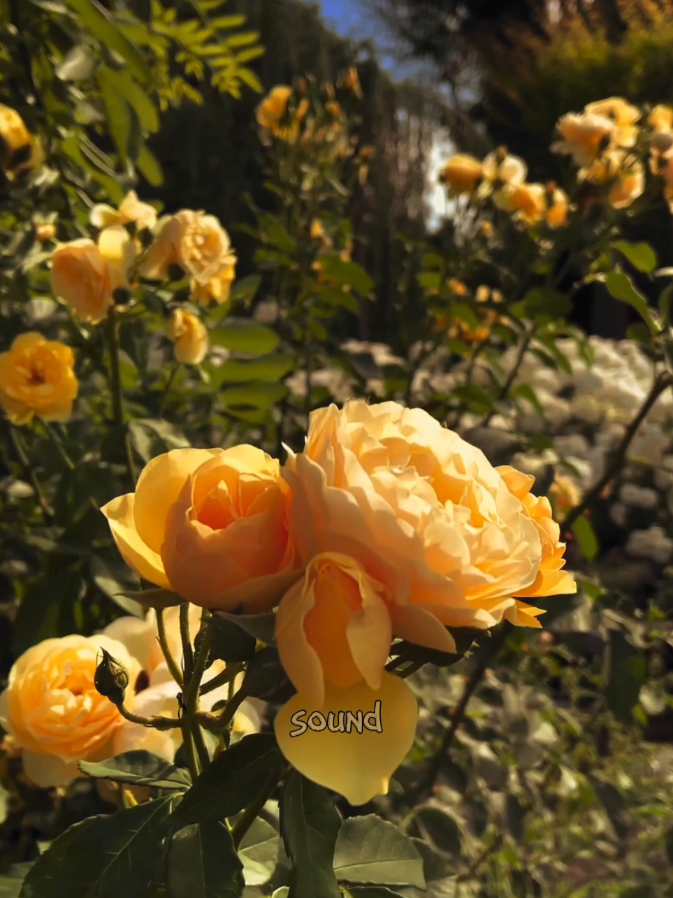@sound