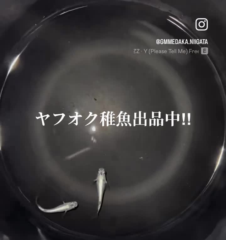 @gmmedaka.niigata