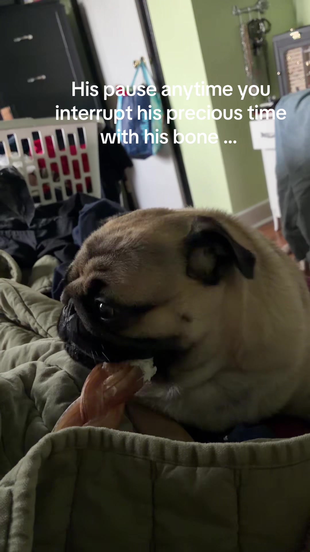@thewinterpug