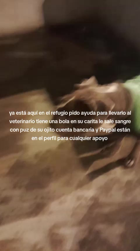 @Rescateyrefugio2