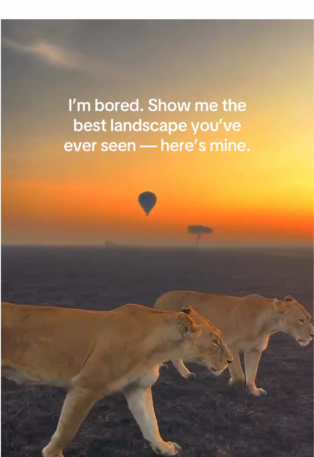 @Tanzania Safari Experience