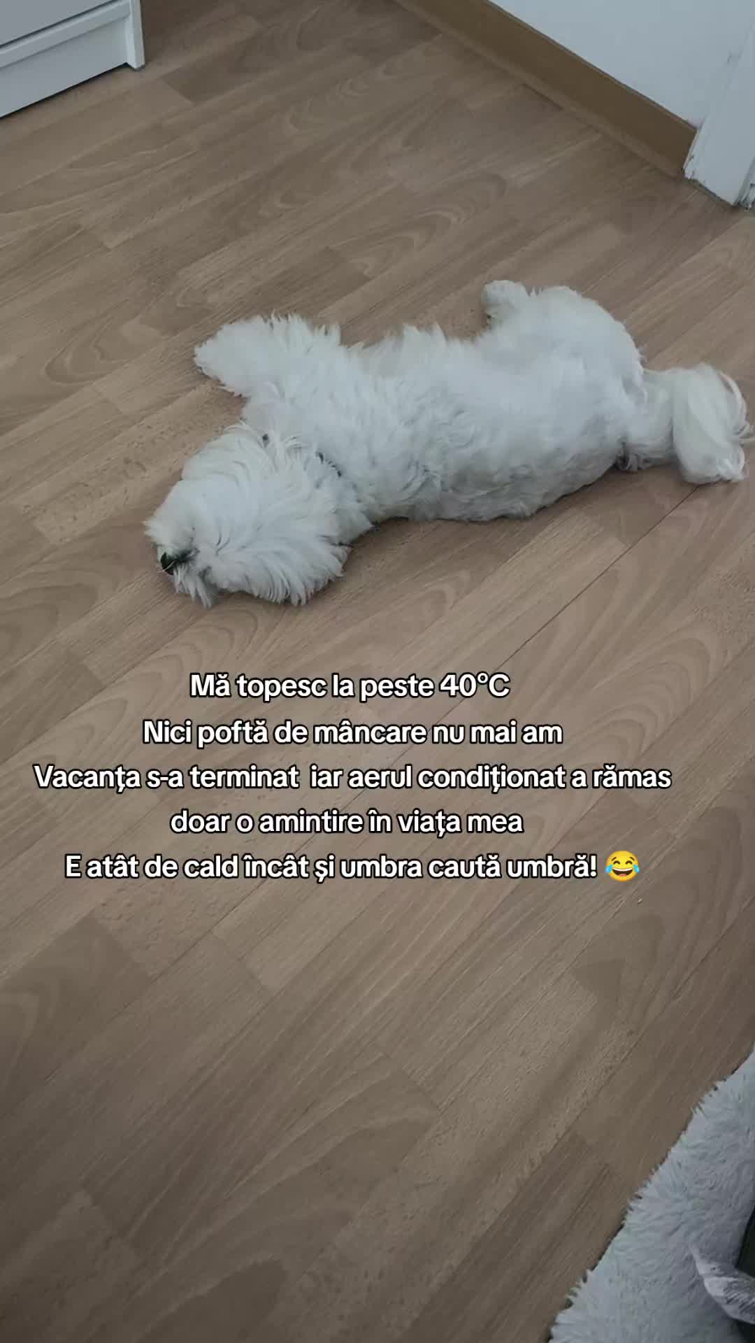 @🐾 BUBI 🐾