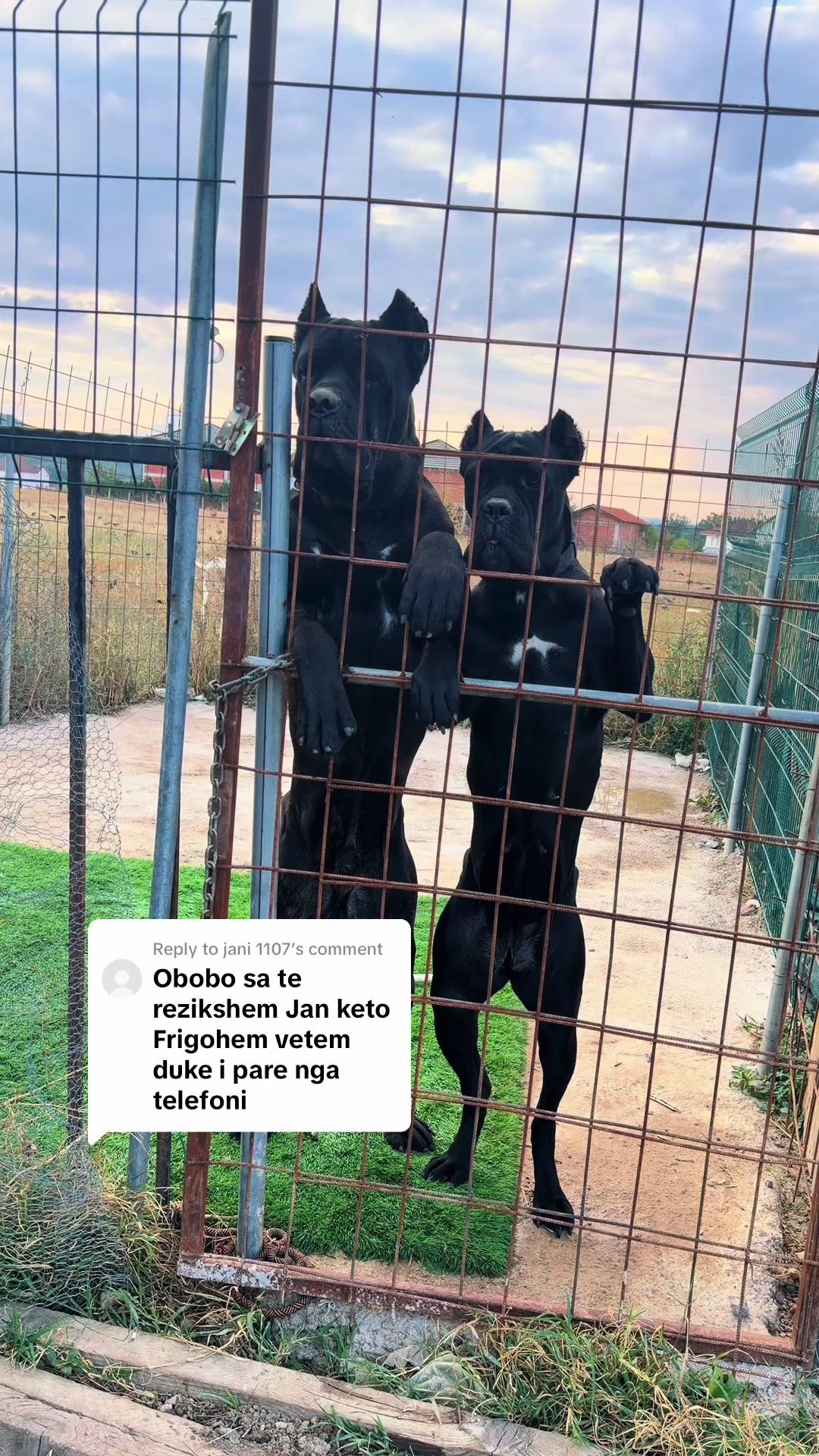 @AlbaniaCaneCorso Kennel