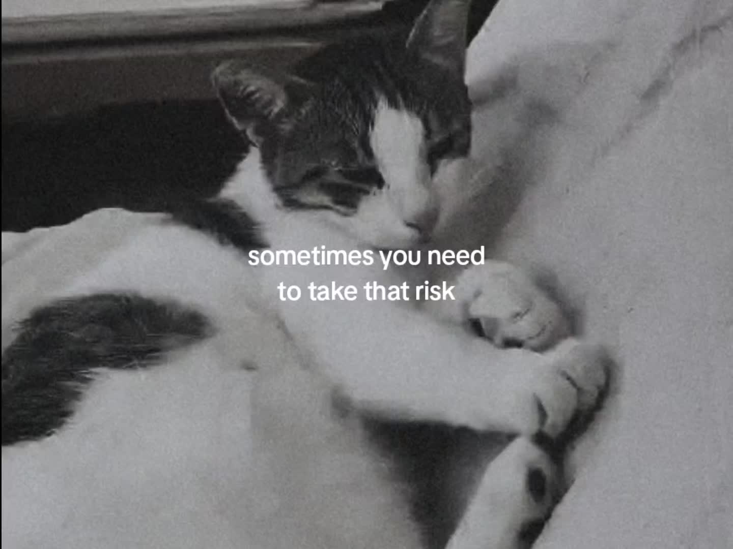 @🪽