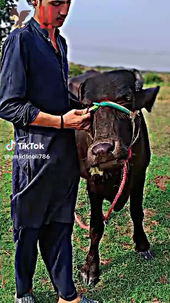 @rafeeaq