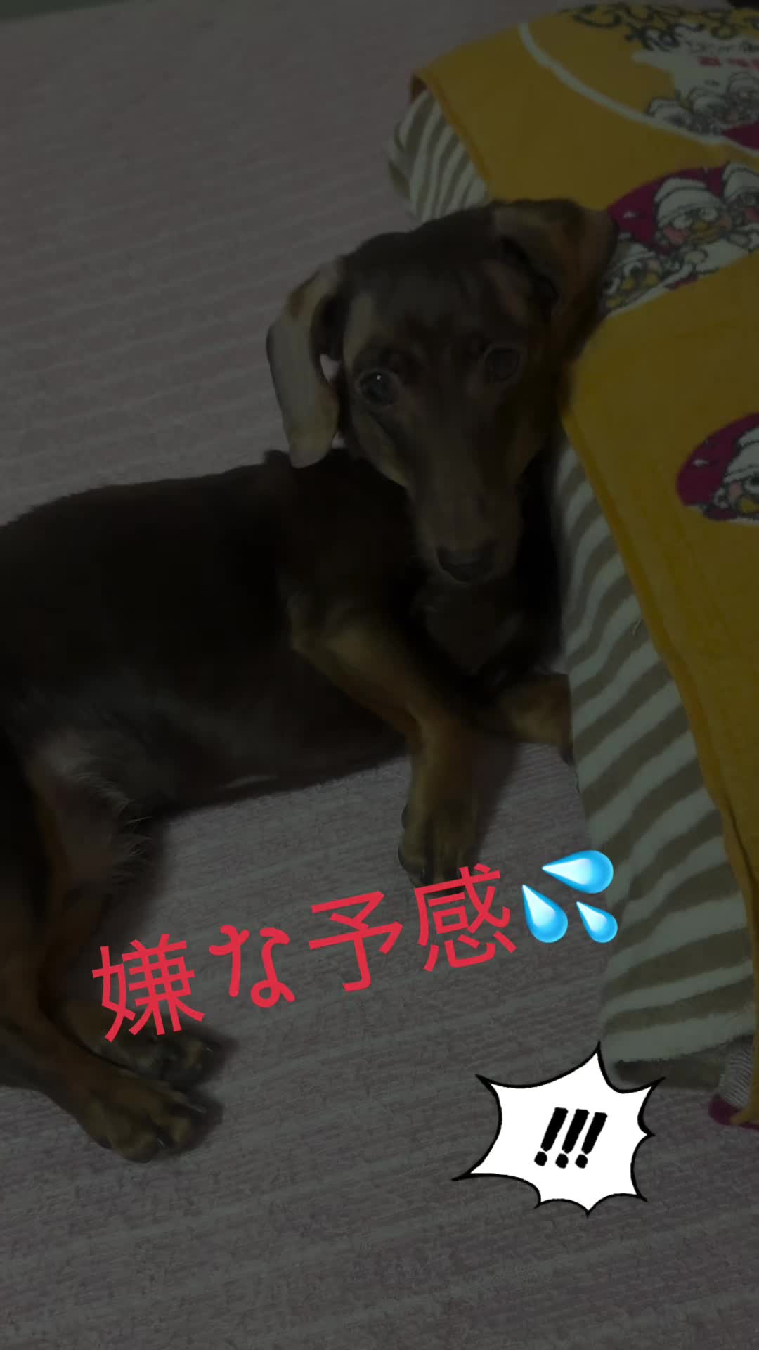 @💞himawari💞