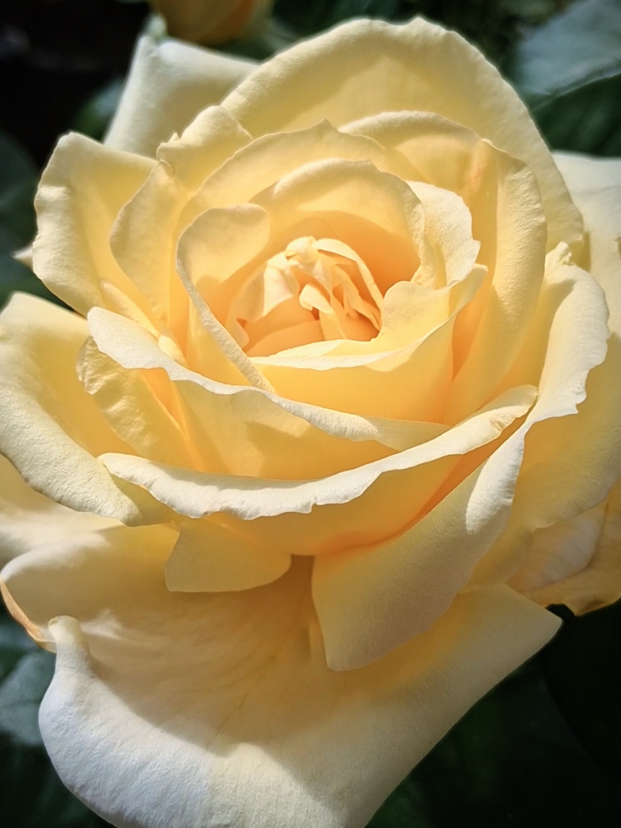 @RoseGardenMT