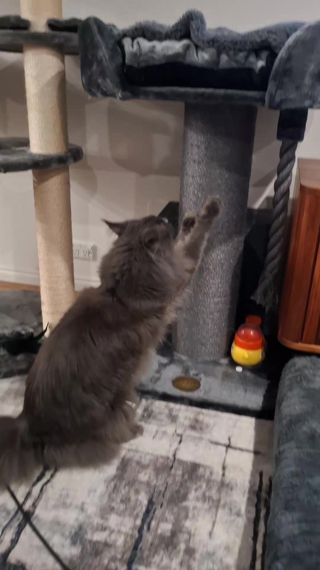 @Ragnar the Maine Coon 🐈