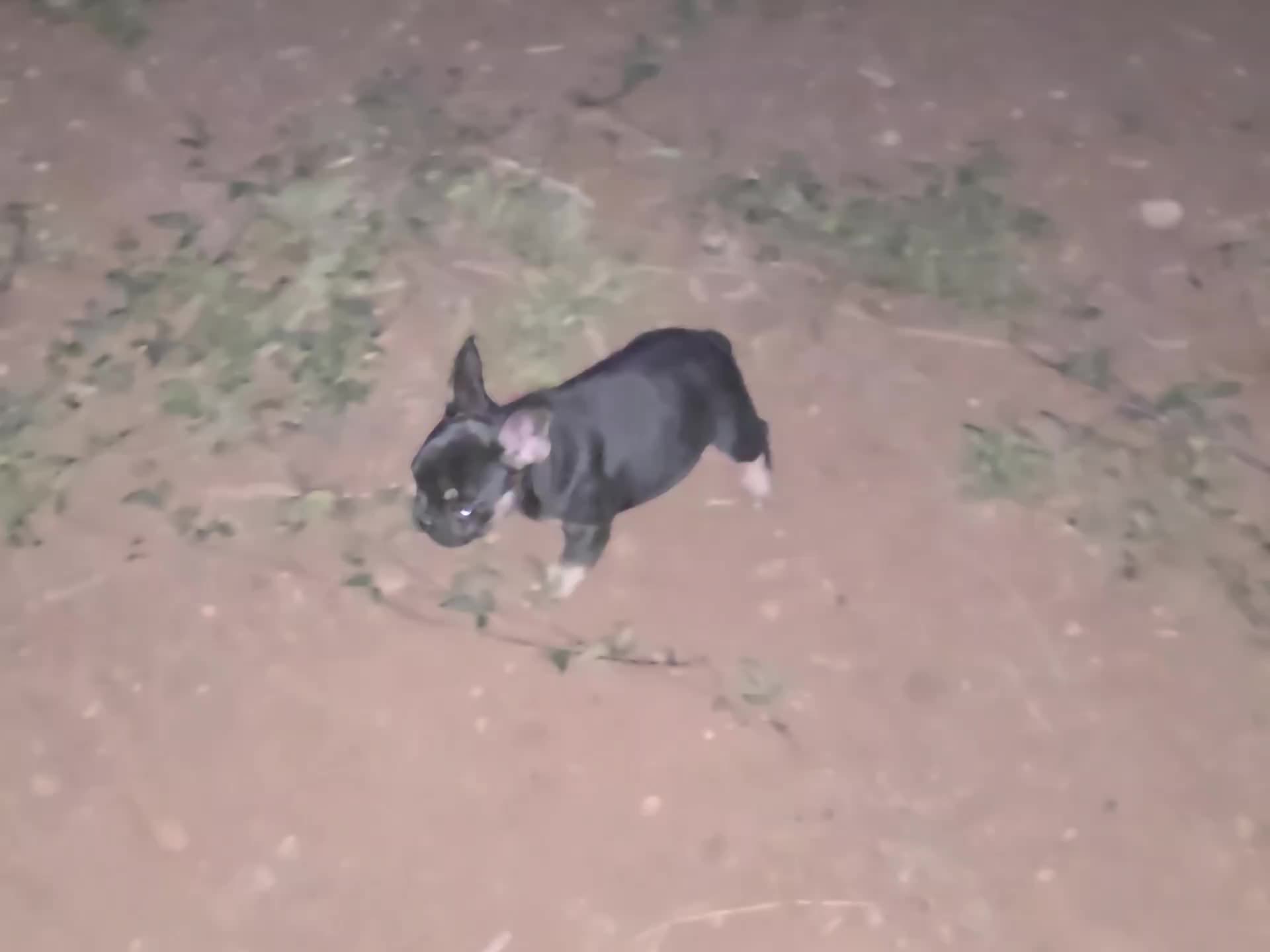@bkrfrenchies