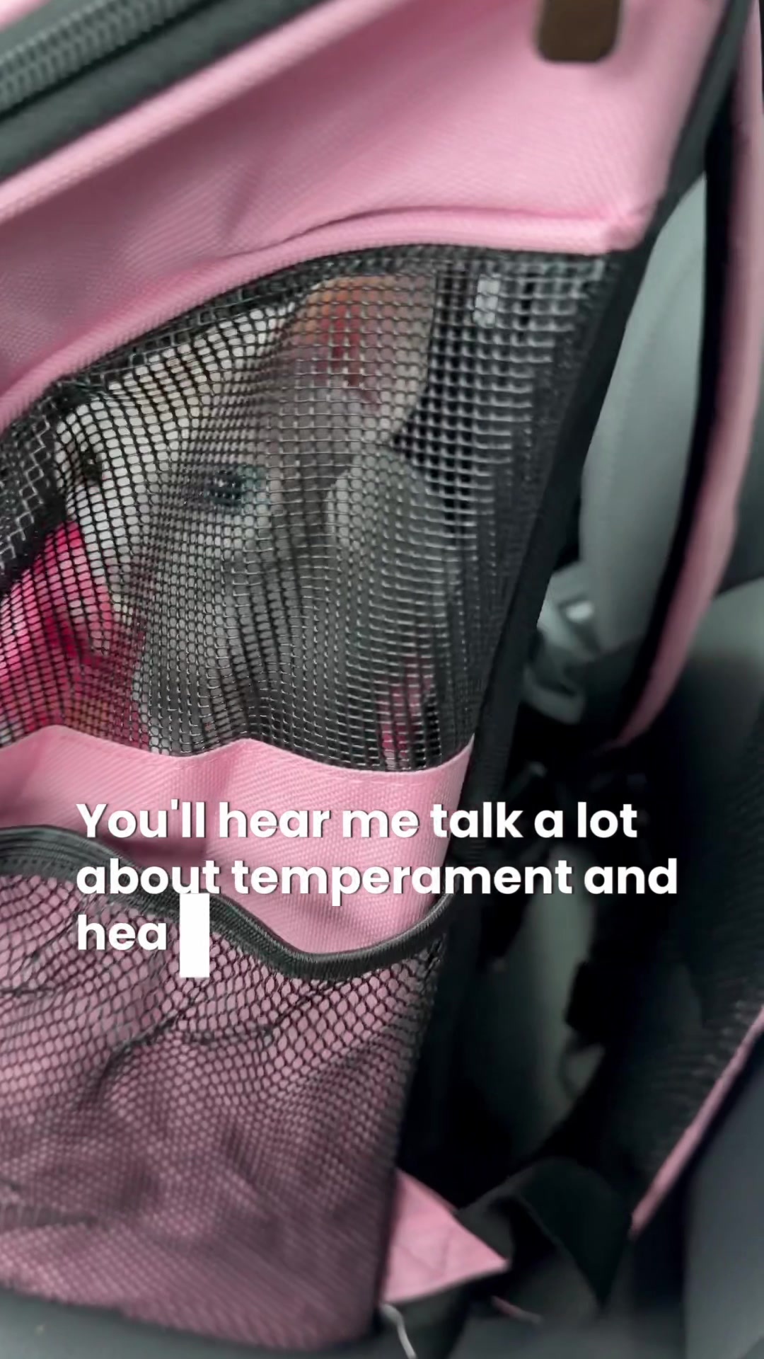 @Boba’s Buds Minskin Cats