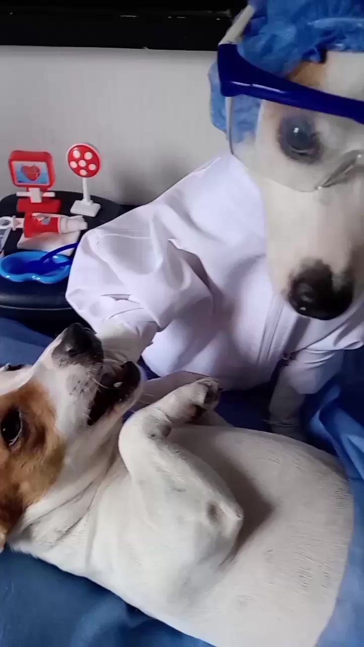 @BRUNO Y MAILO JACKRUSSEL