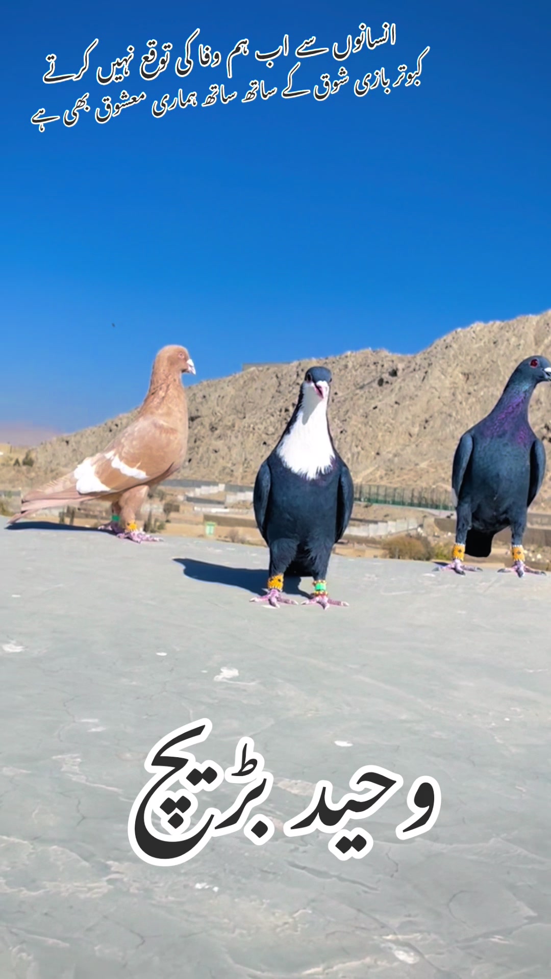 @🤍 وحید بڑیچ 🤍