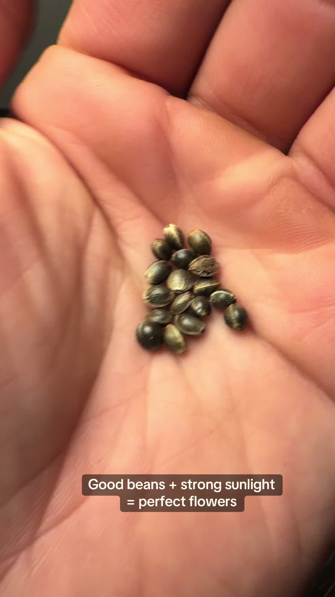 @SEEDTIVA