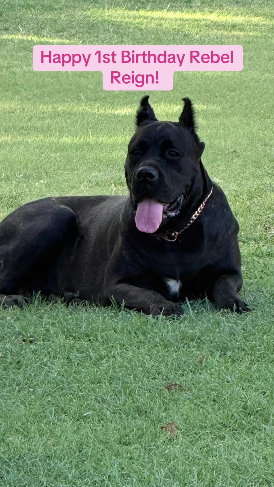 @AandMCaneCorsos