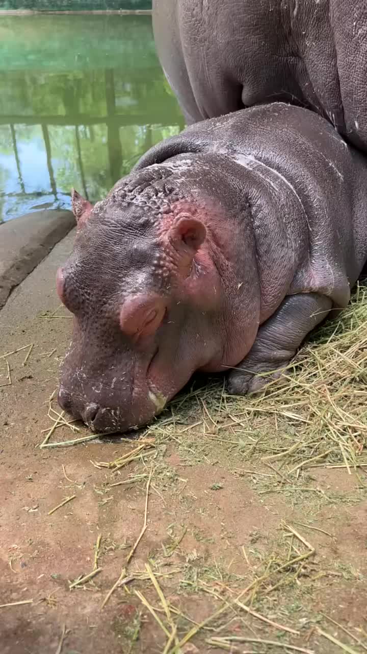 @Hippo