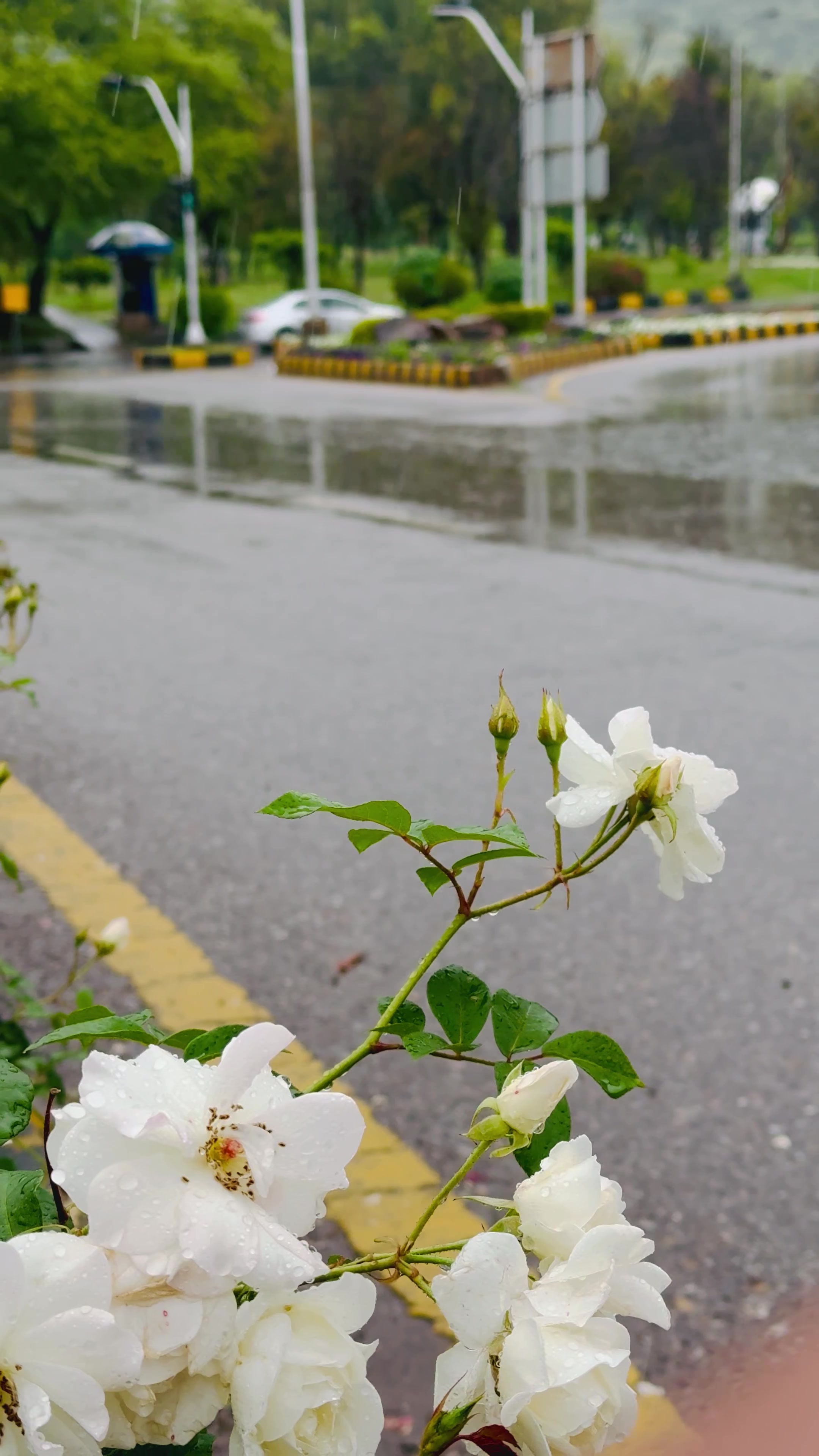 @𝐋𝐨𝐯𝐞-𝐋𝐢𝐟𝐞-OF-𝐈𝐒𝐁🍃
