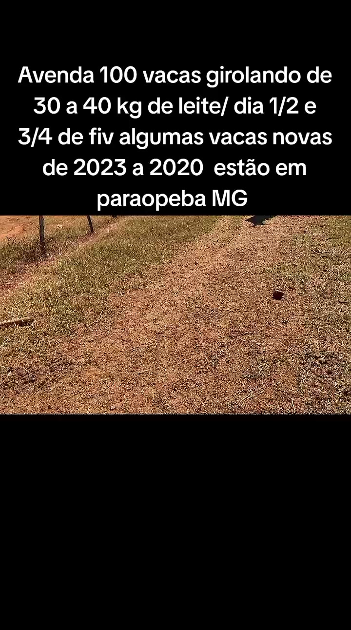 @marketing_do_gado