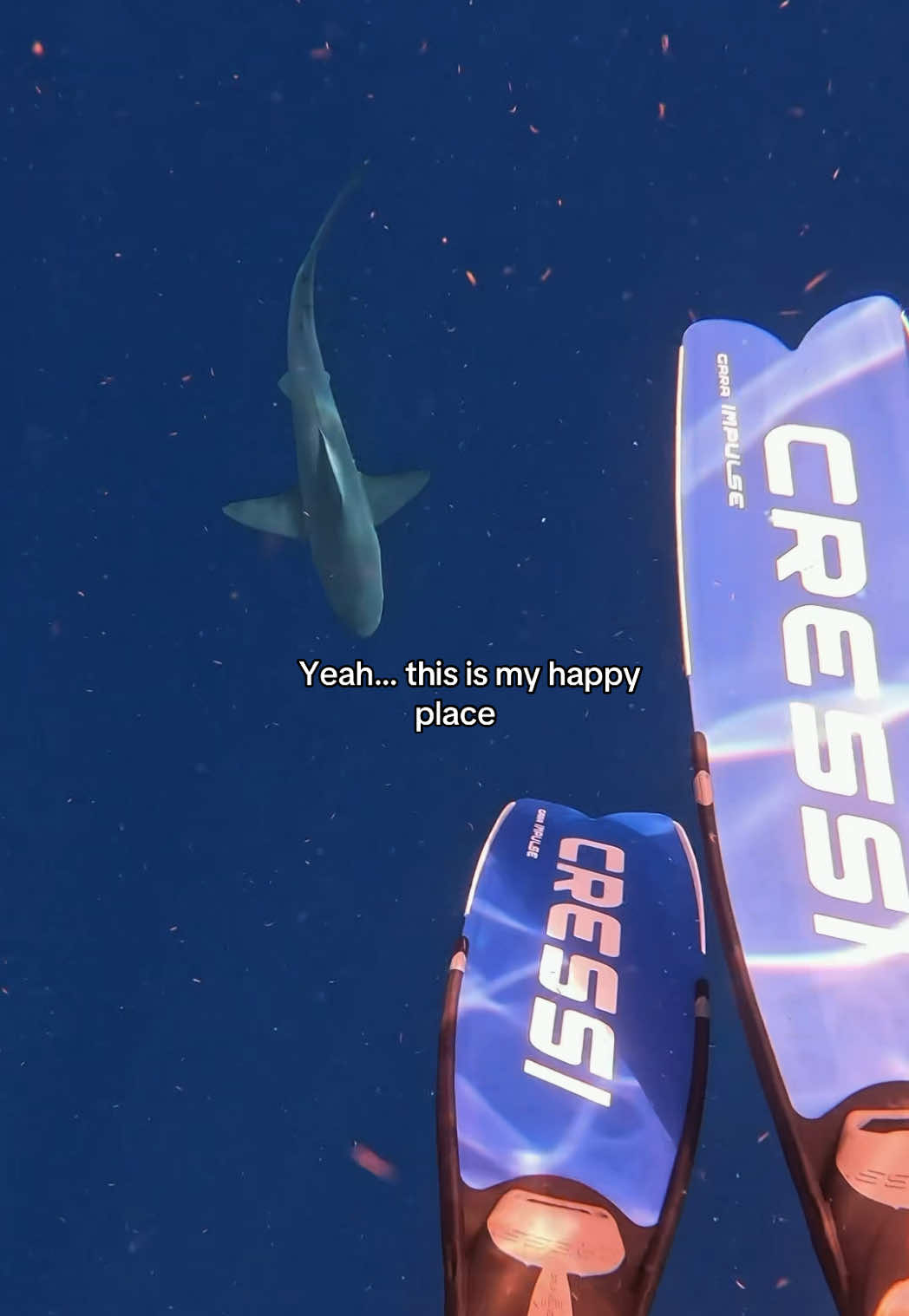 @Lauren Lopez | 🌊🏄♀️🦈
