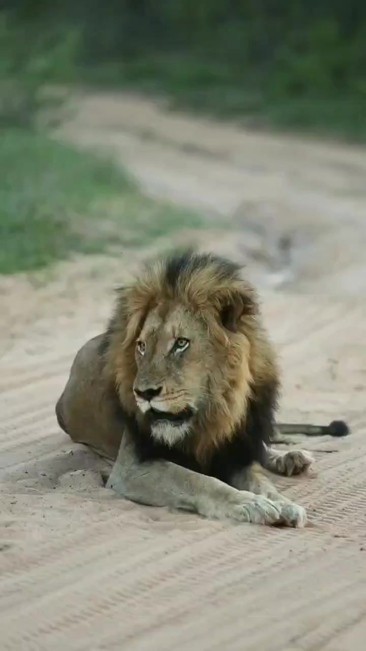 @LION MOTIVATION 🇨🇩🇨🇩🇨🇩