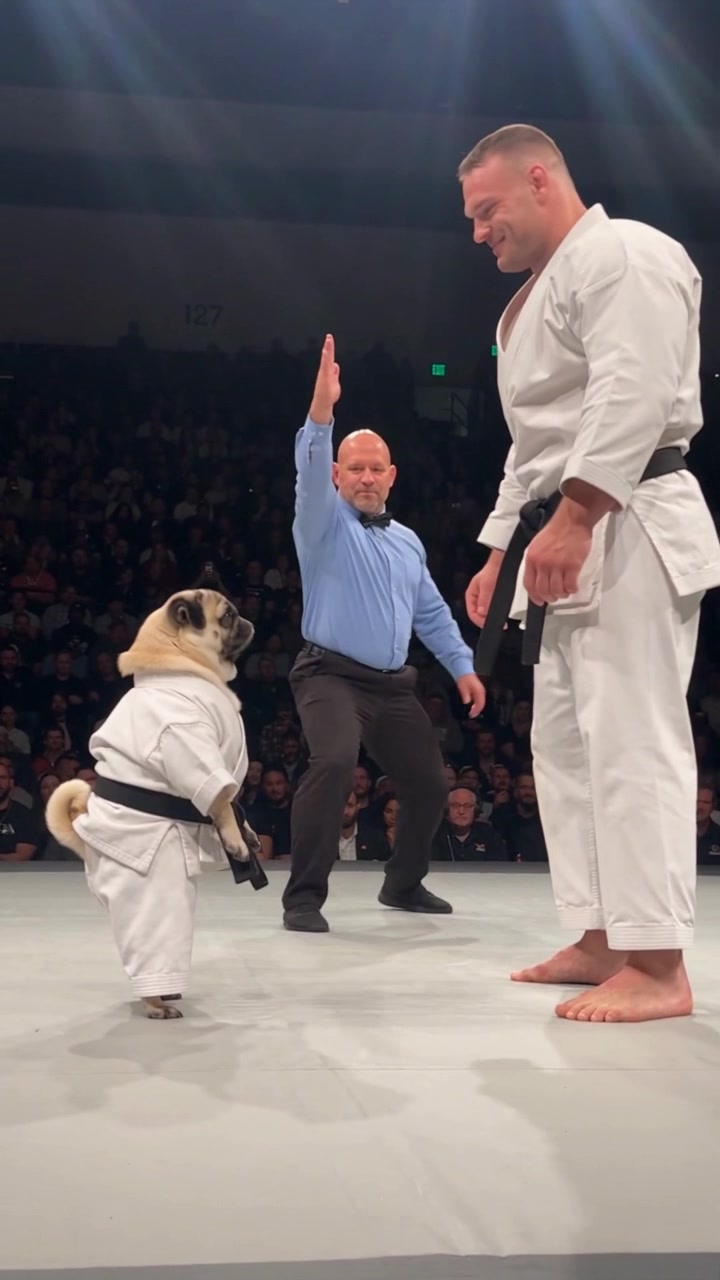 @Lucas The Pug