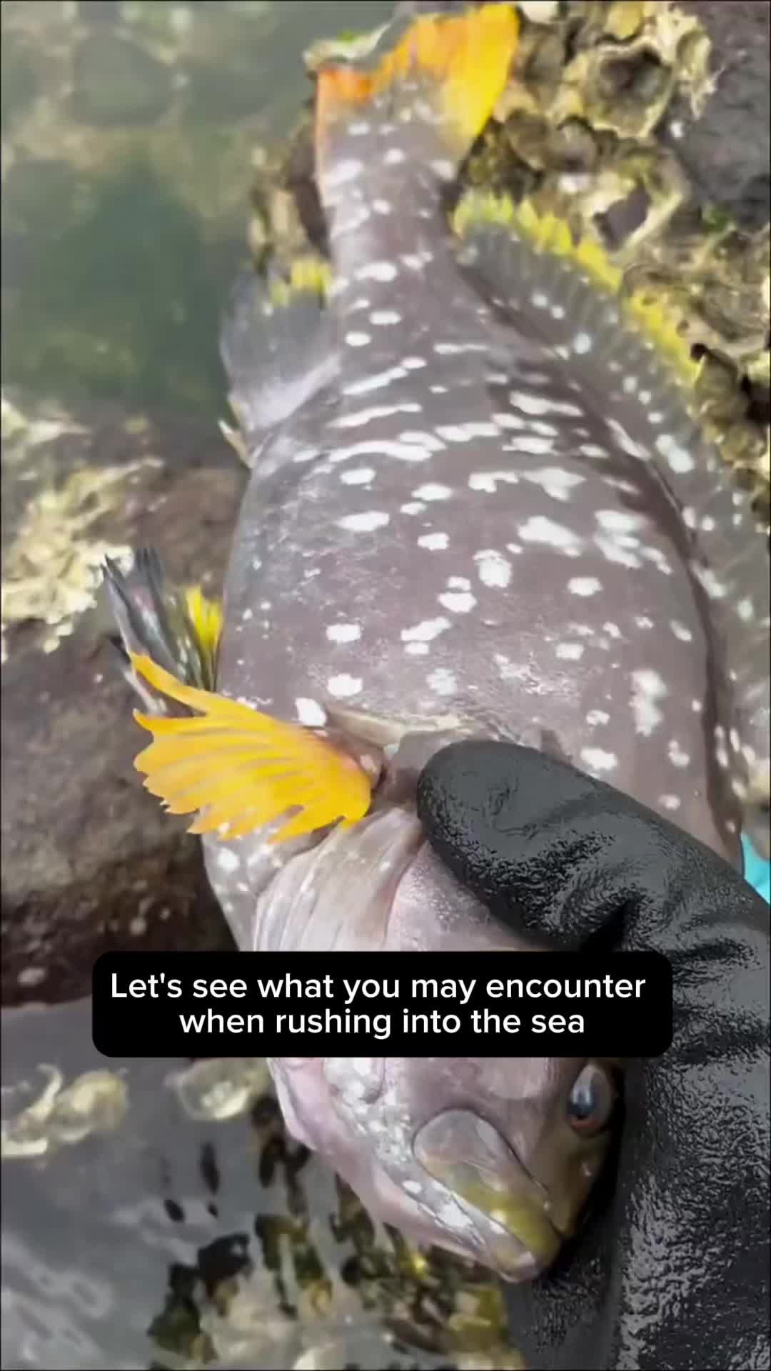 @seafood.vlog