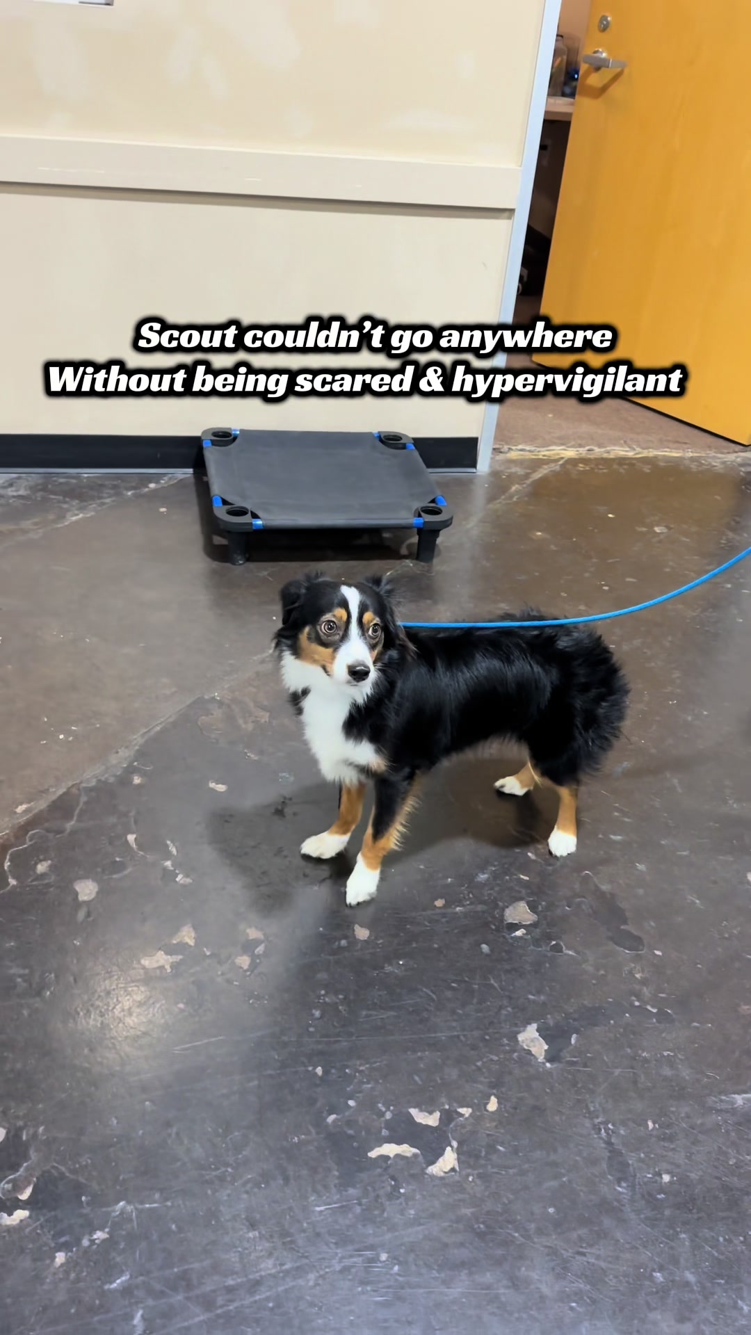 @captivatingk9s