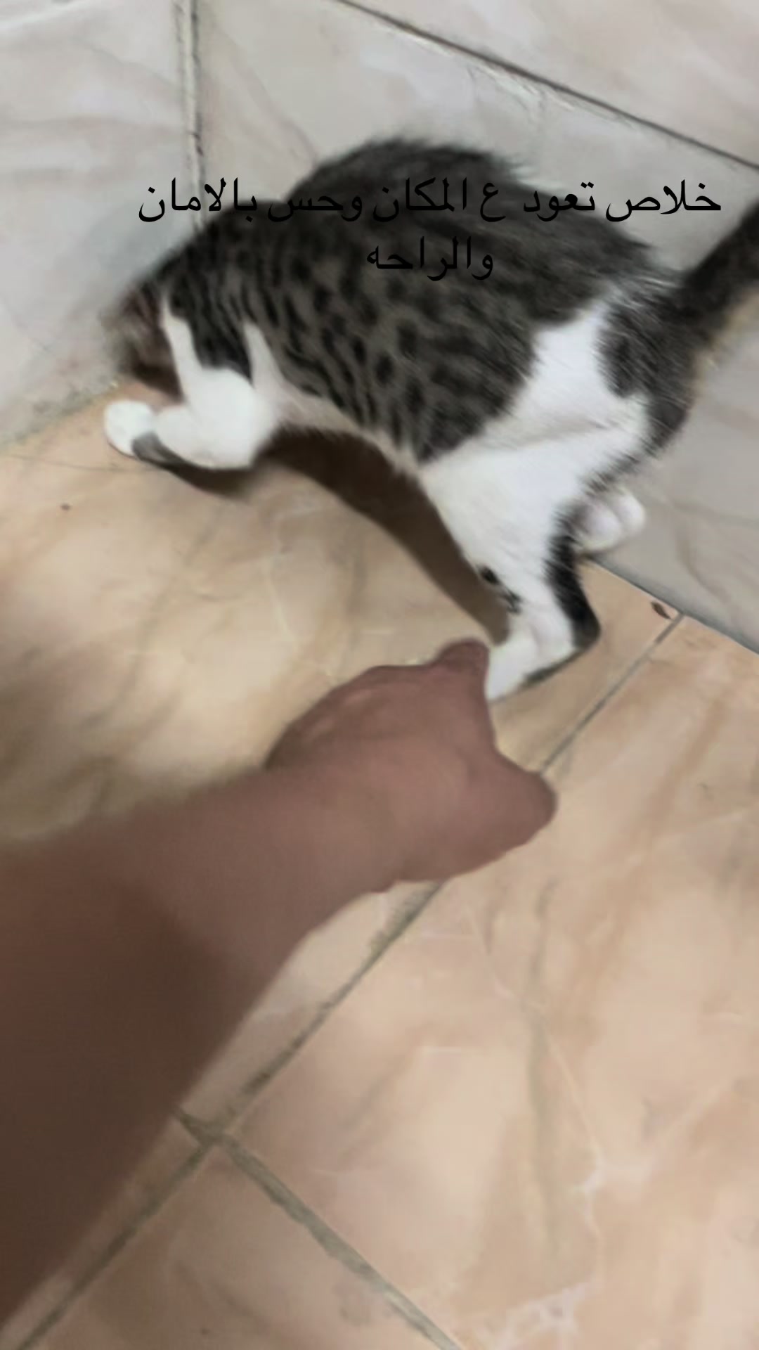 @ashkaltbiah