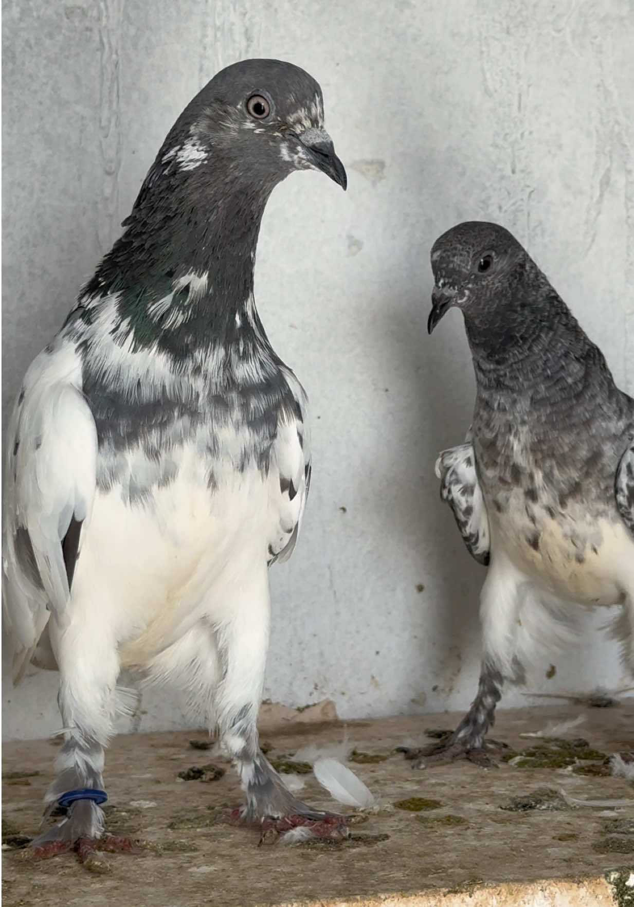 @Aero Pigeons Club