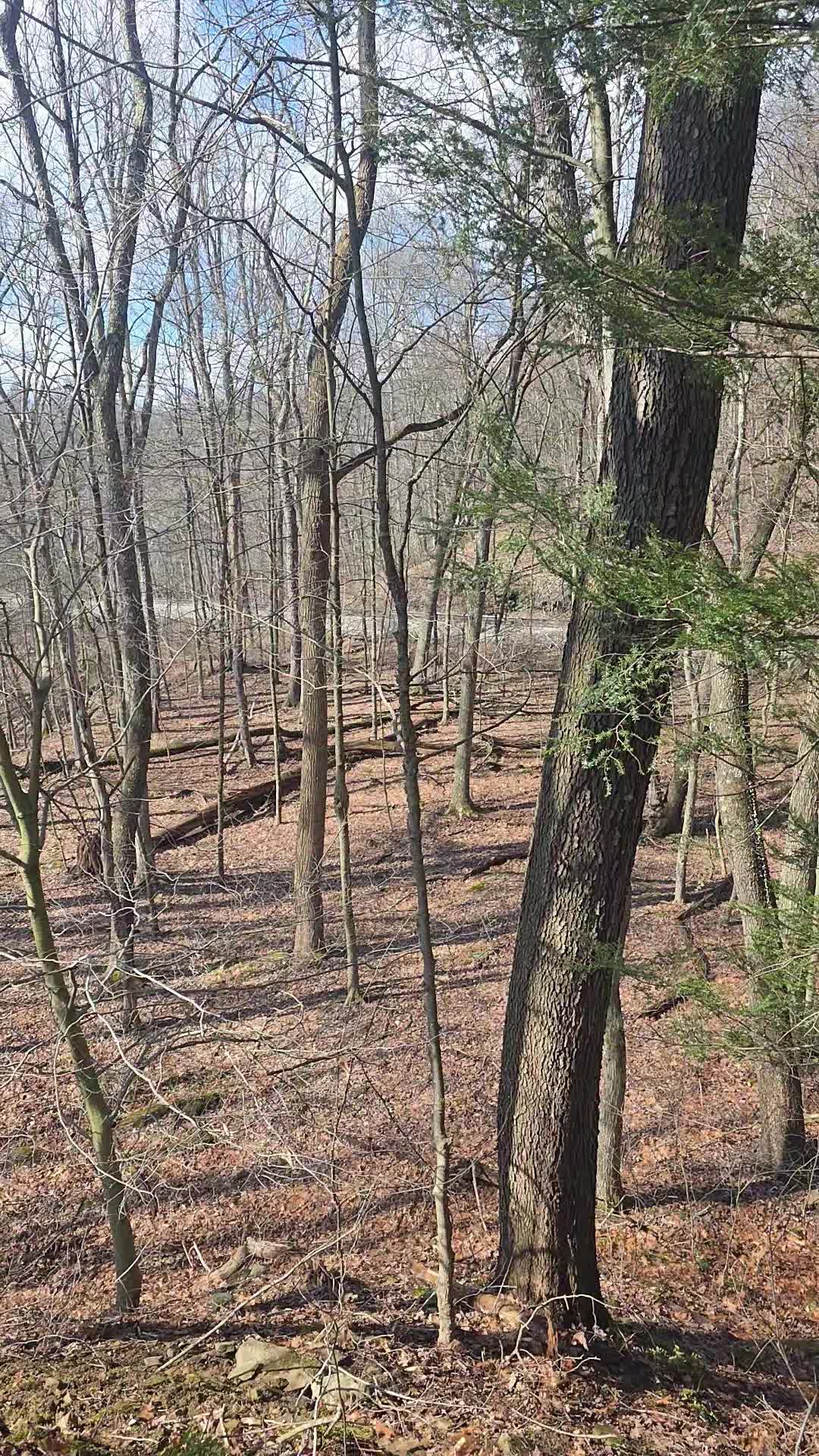 @WIZARD OF THE WOODS