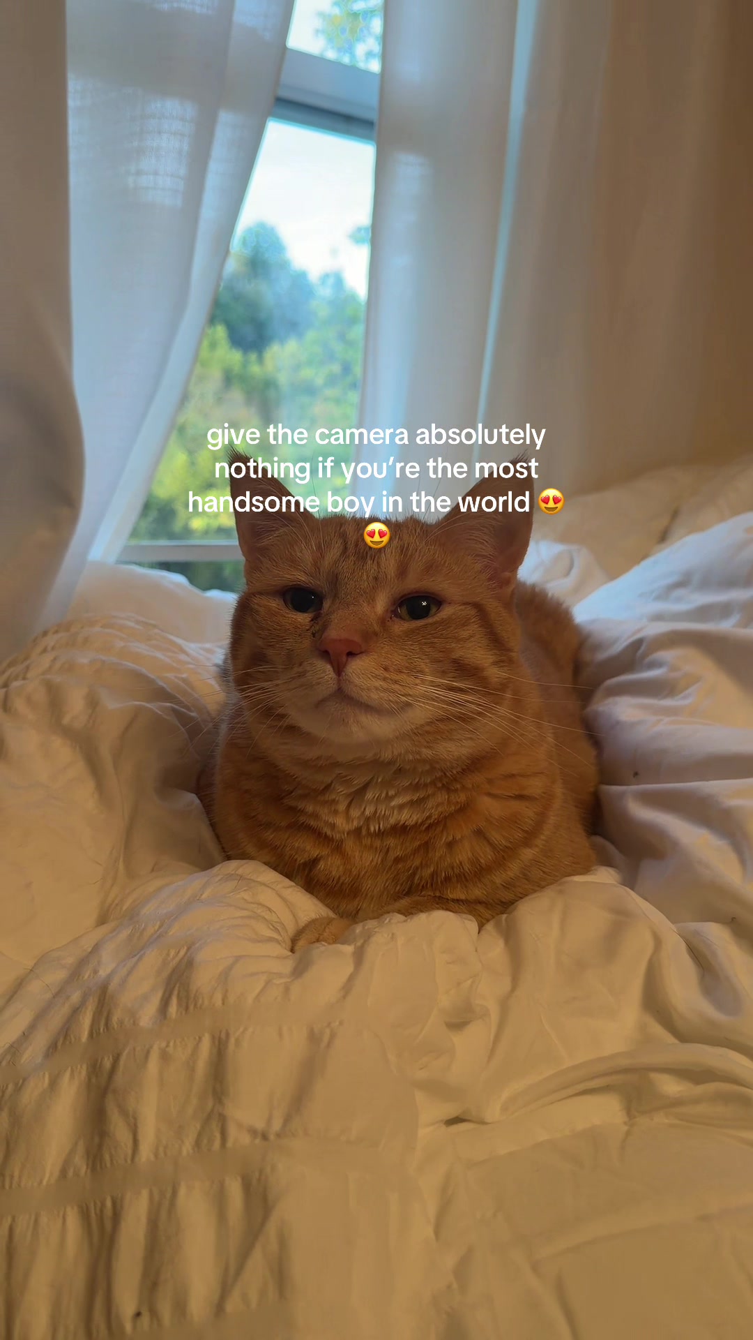 @bink the big orange cat