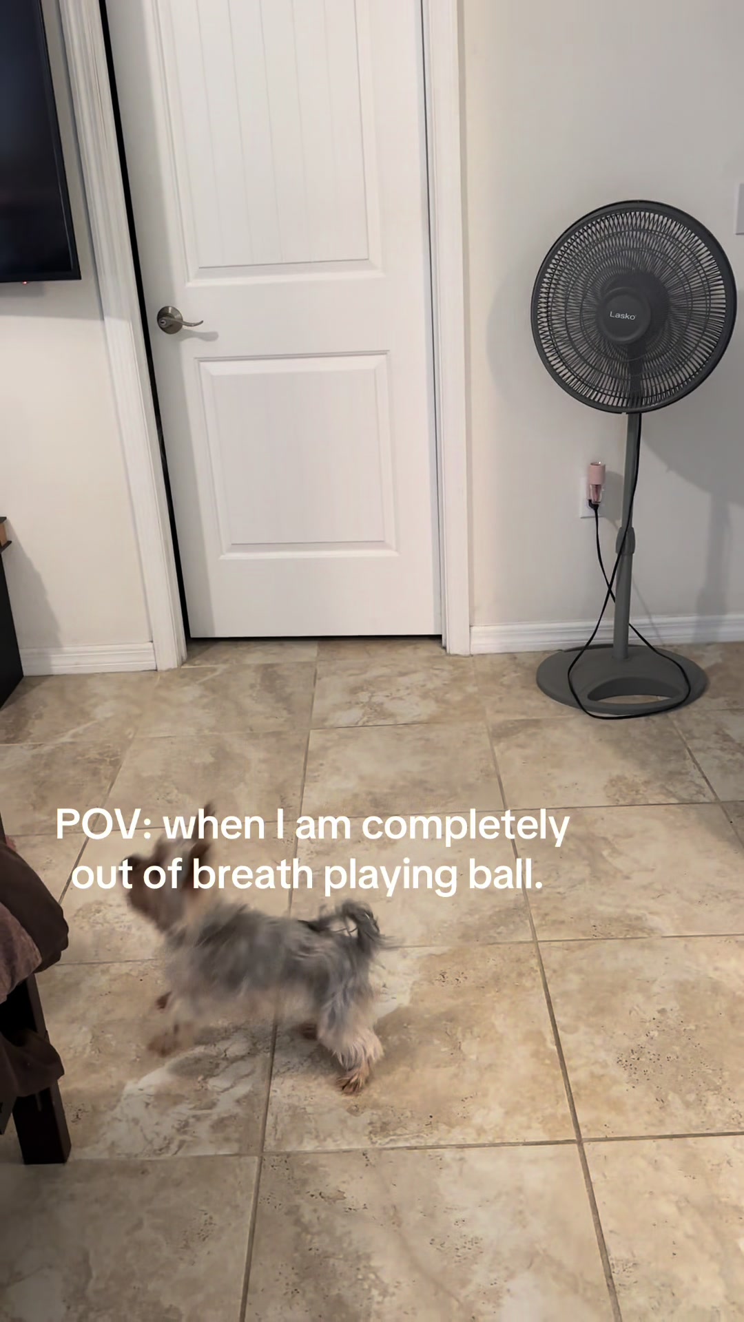 @Penny the Yorkie