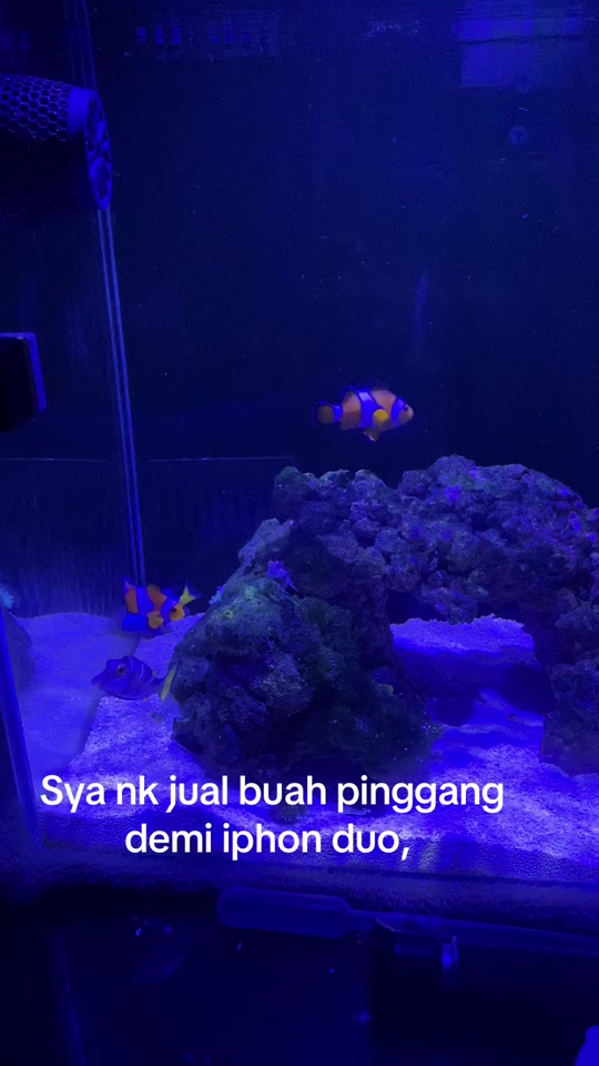 @Mohd Vira