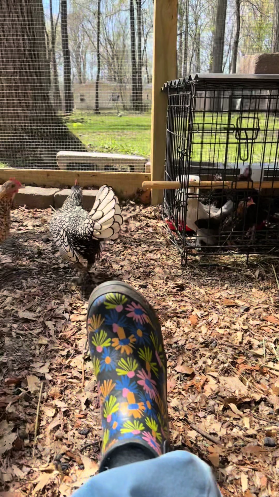 @eggs.and.acres