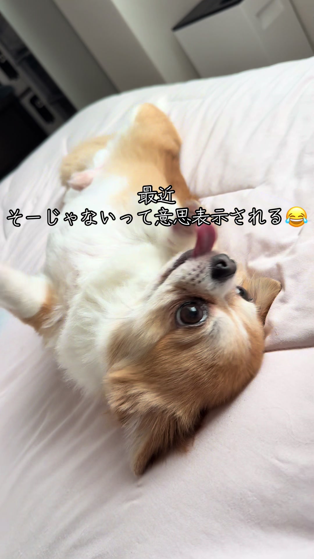 @心太