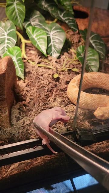 @Ballard’s Reptiles